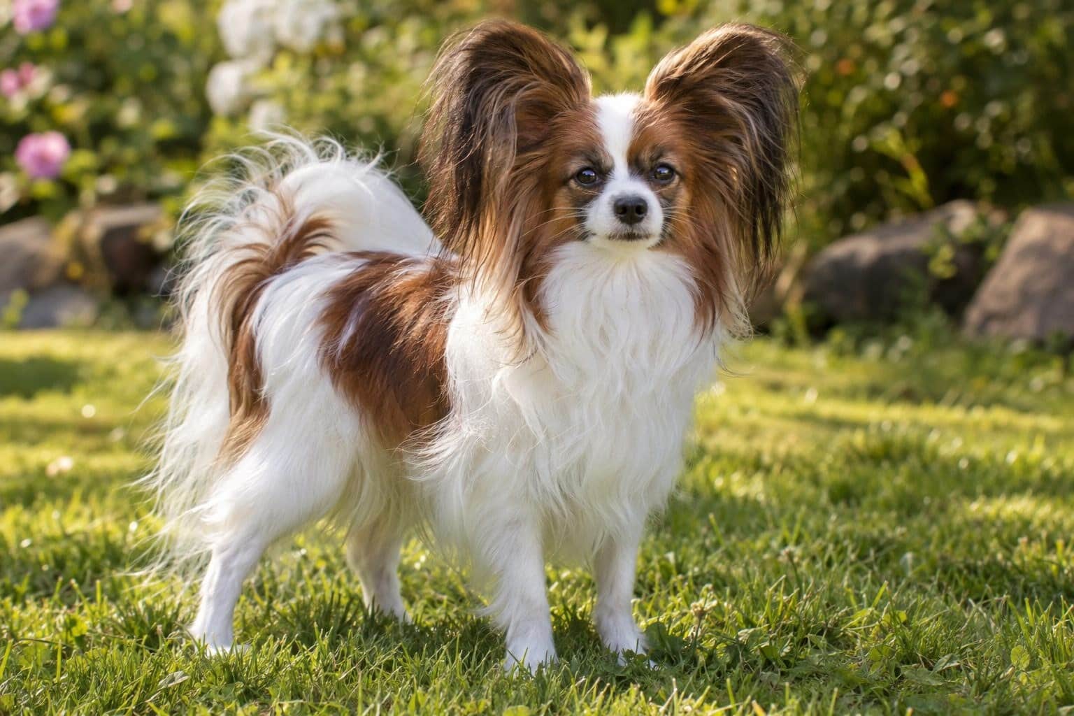 Épagneul nain continental (Papillon) en extérieur, montrant son élégance et sa prestance