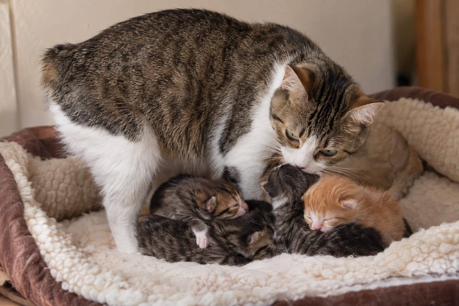 Chatons Manx nouveau-nés ou très jeunes avec leur mère
