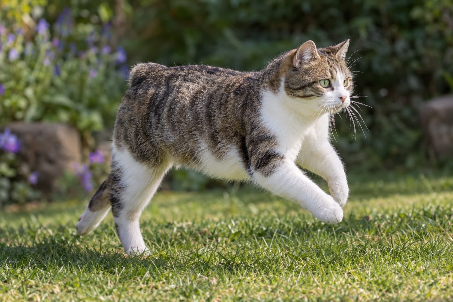 Chat Manx en mouvement, sautant ou courant, mettant en évidence ses pattes arrière puissantes