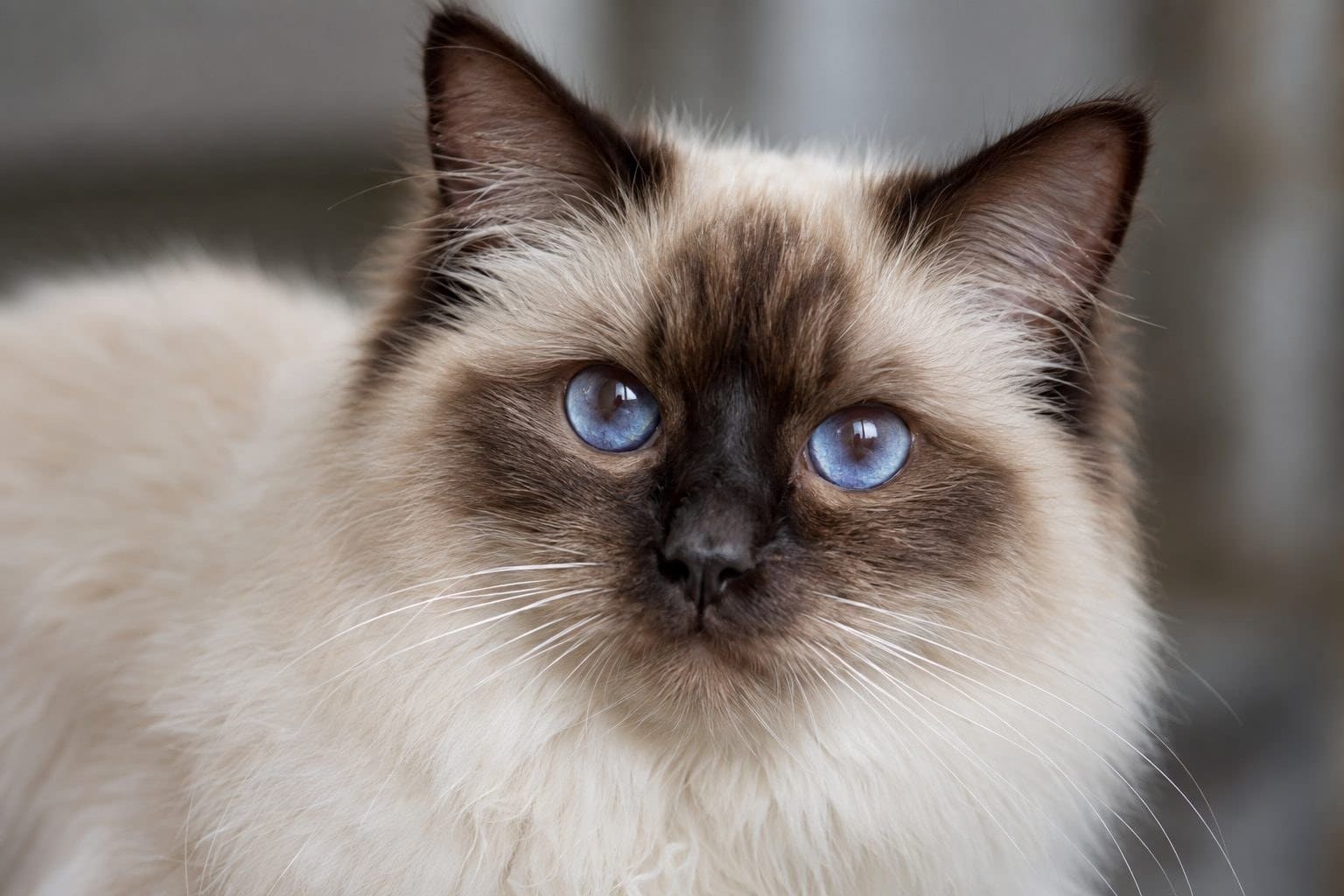 Détail des yeux bleu violet du Sacré de Birmanie et ses extrémités sombres