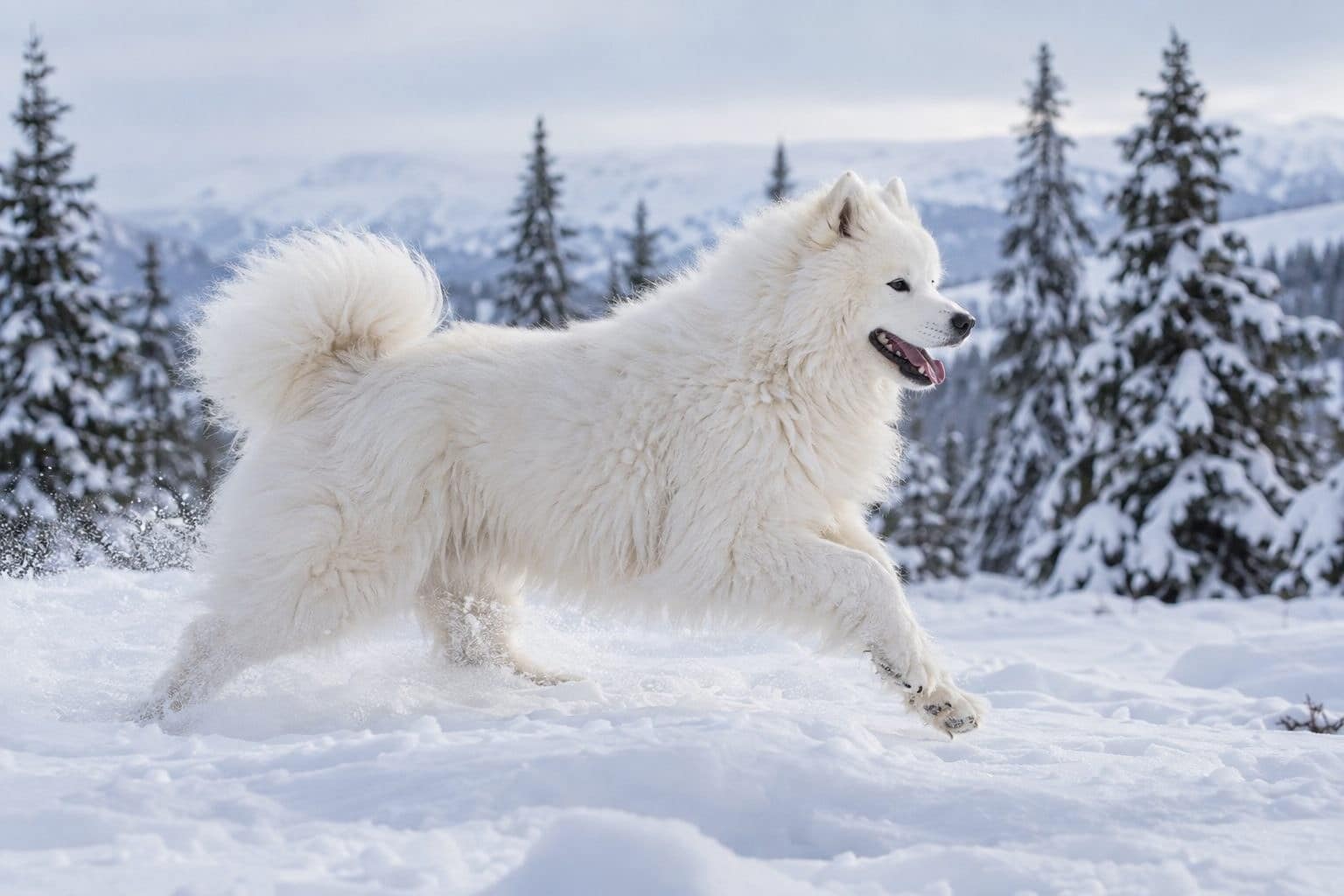 Samoyède adulte en action dans un paysage enneigé nordique, montrant sa morphologie robuste et son pelage blanc caractéristique