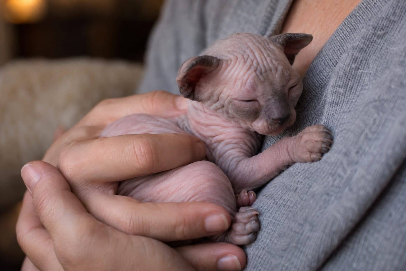 Chaton Sphynx très jeune sur les genoux ou contre la poitrine d'une personne
