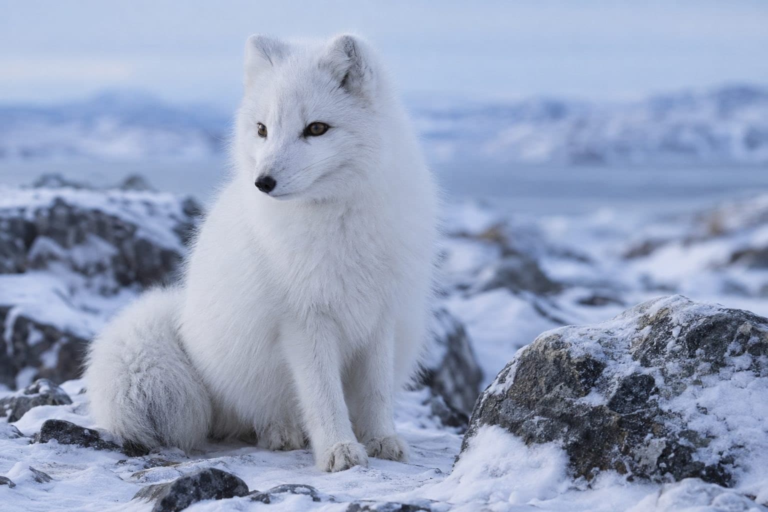 Renard polaire en hiver avec son pelage blanc épais et ses pattes fourrées, dans un paysage rocheux enneigé