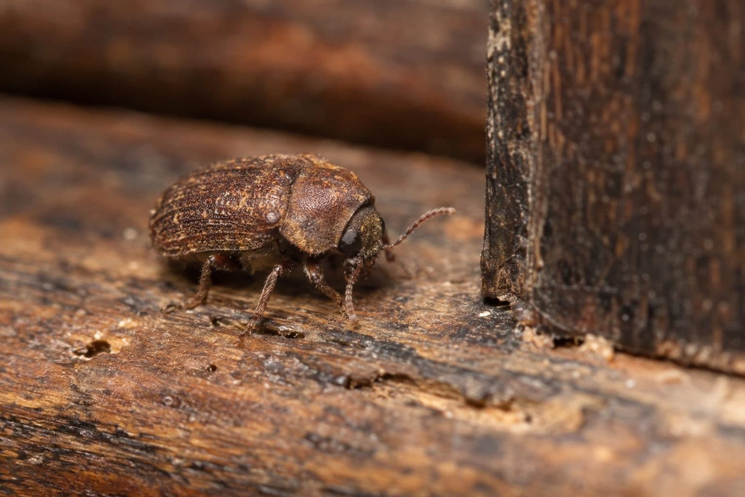 Grosse vrillette (Xestobium rufovillosum) en action
