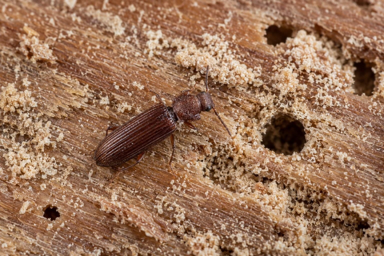 Lyctus (Lyctus linearis) sur bois dur tropical