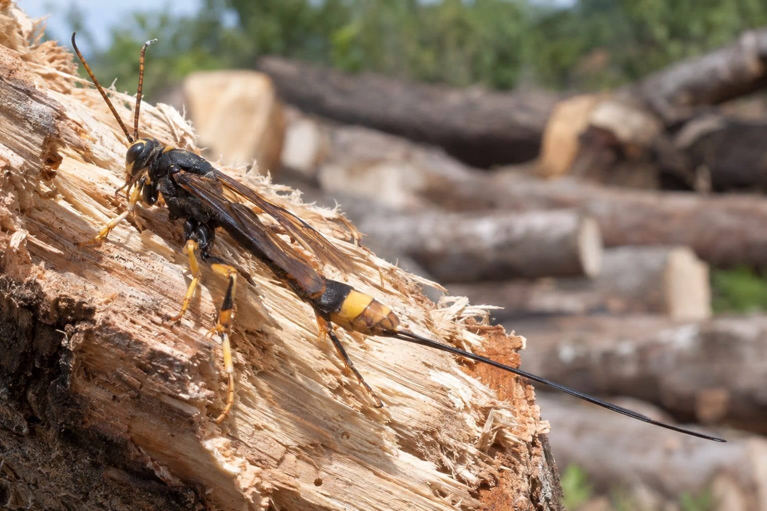 Sirex guêpe du bois (Urocerus gigas) sortant du bois