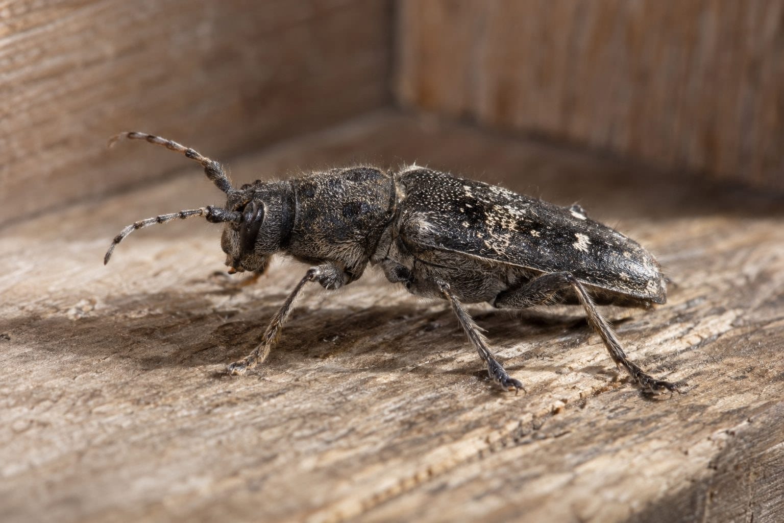 Capricorne des maisons (Hylotrupes bajulus) vu de profil