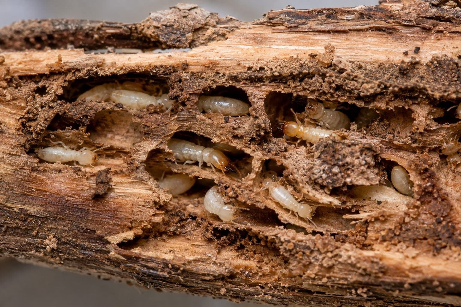 Termites (Isoptera) en colonie dans le bois