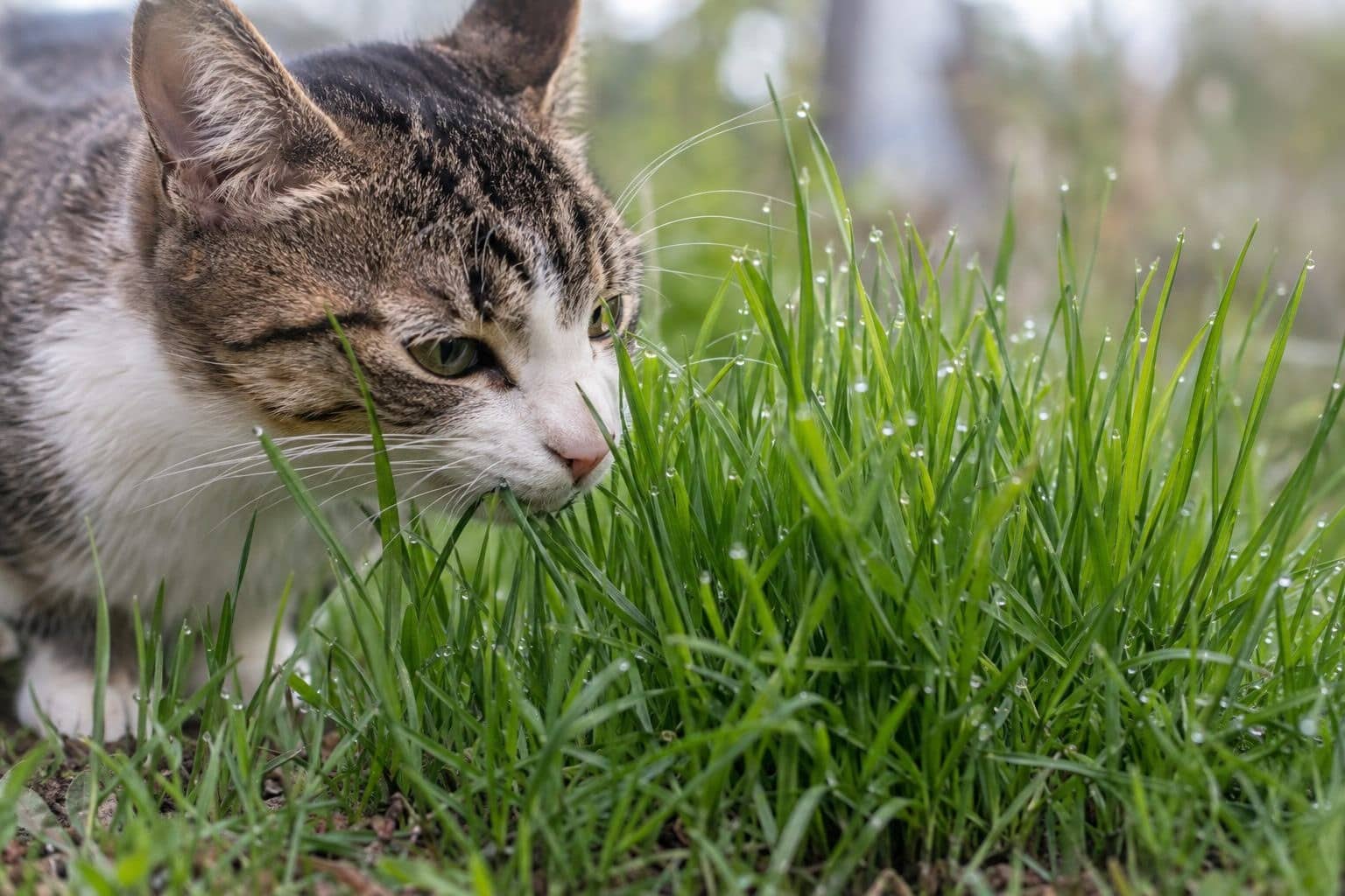 Herbe à chat (Dactylis glomerata ou Lolium perenne) - touffe d'herbe fine