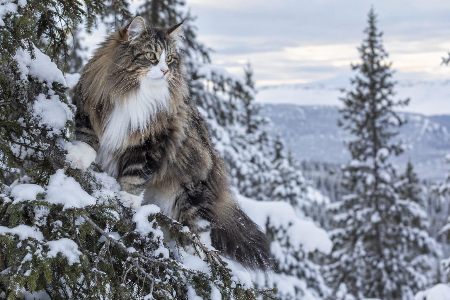 Chat Norvégien des forêts dans son environnement naturel
