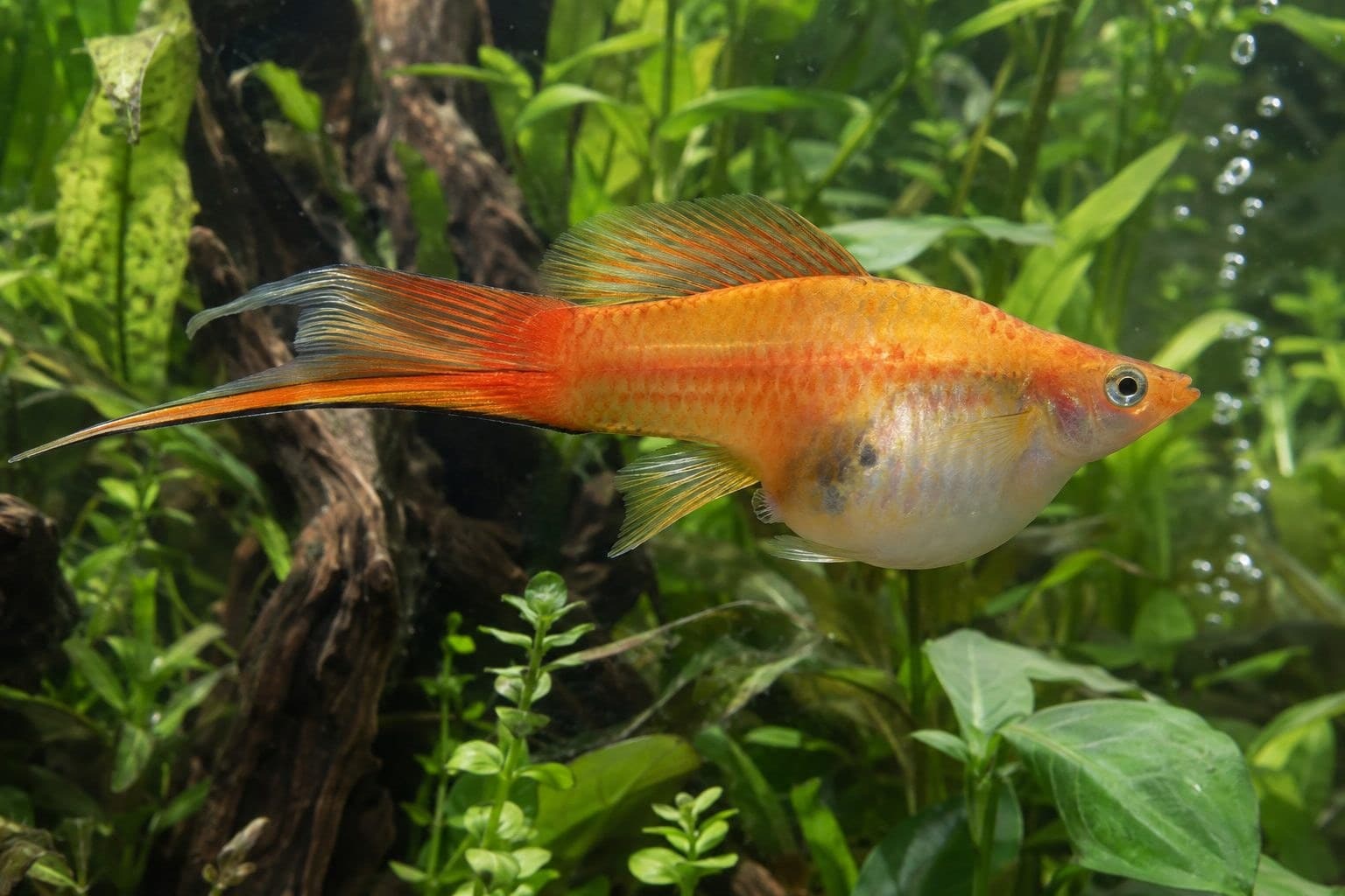 Femelle Xiphophorus hellerii (Porte-épée lyretail) enceinte vue de profil, ventre très distendu