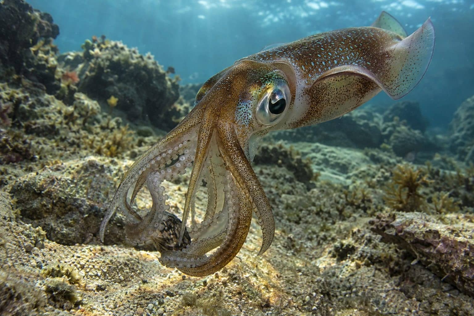 Calamar commun manipulant un objet avec ses tentacules