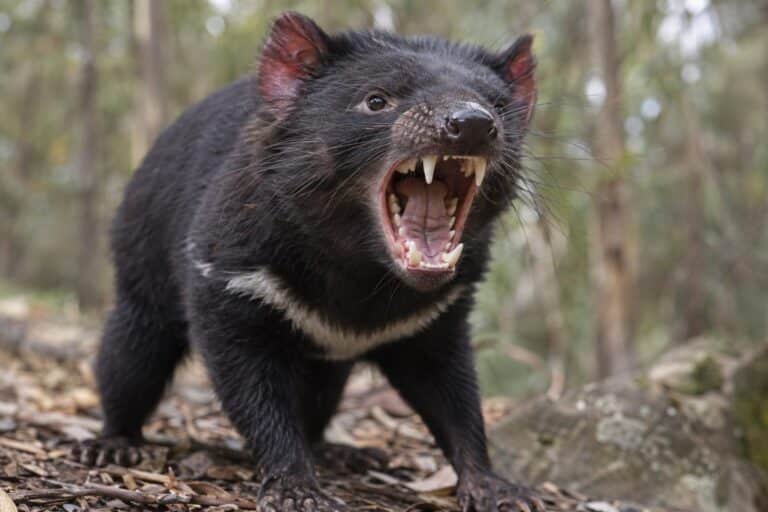 Diable de Tasmanie (Sarcophilus harrisii) en train de crier ou grogner, gros plan du museau et de la gueule ouverte