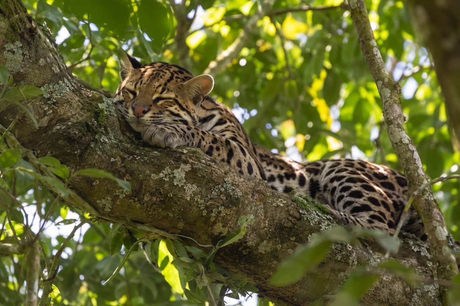 Ocelot dormant dans un arbre