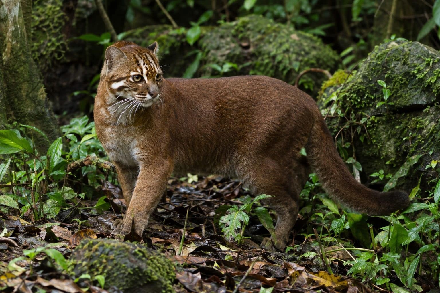 Chat de Temminck ou chat doré d'Asie