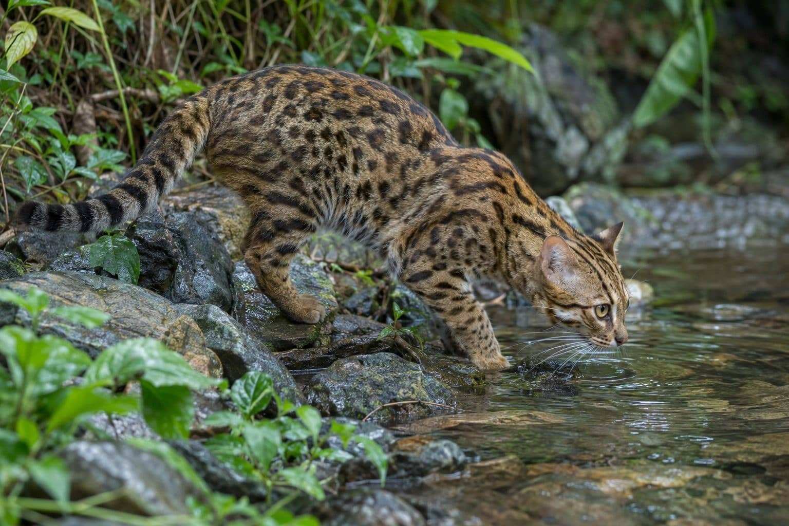 Chat-léopard du Bengale près de l'eau