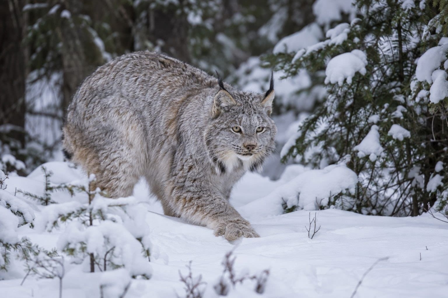 Lynx du Canada en posture de chasse