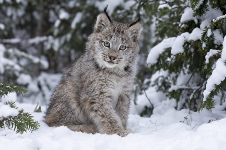 Jeune lynx du Canada