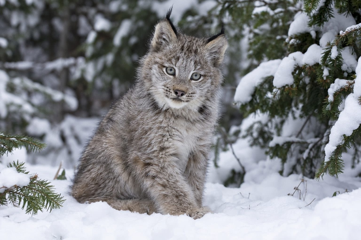 Jeune lynx du Canada