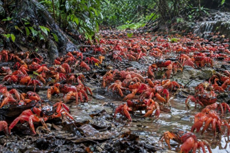 Crabe rouge de Noël en migration