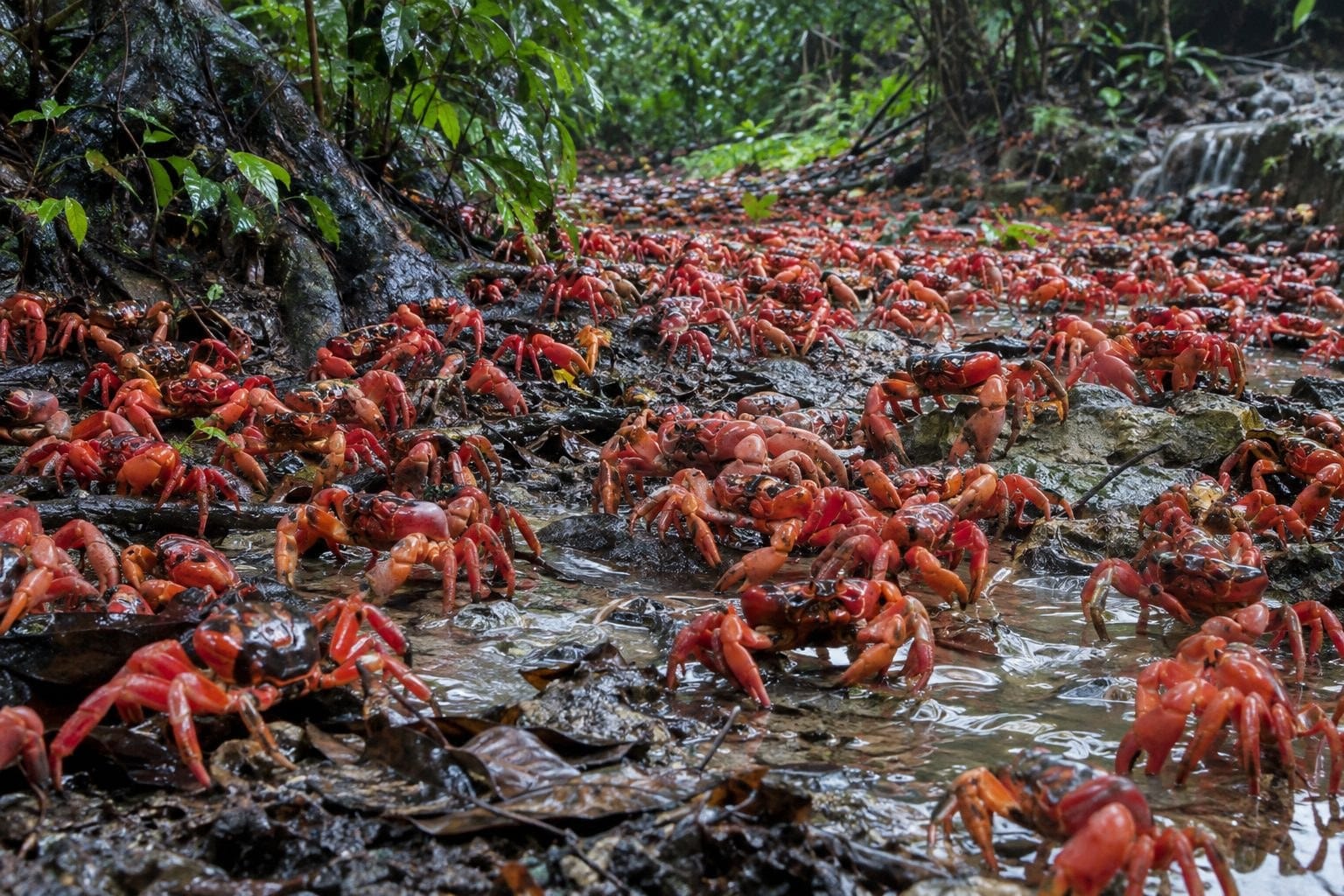 Crabe rouge de Noël en migration