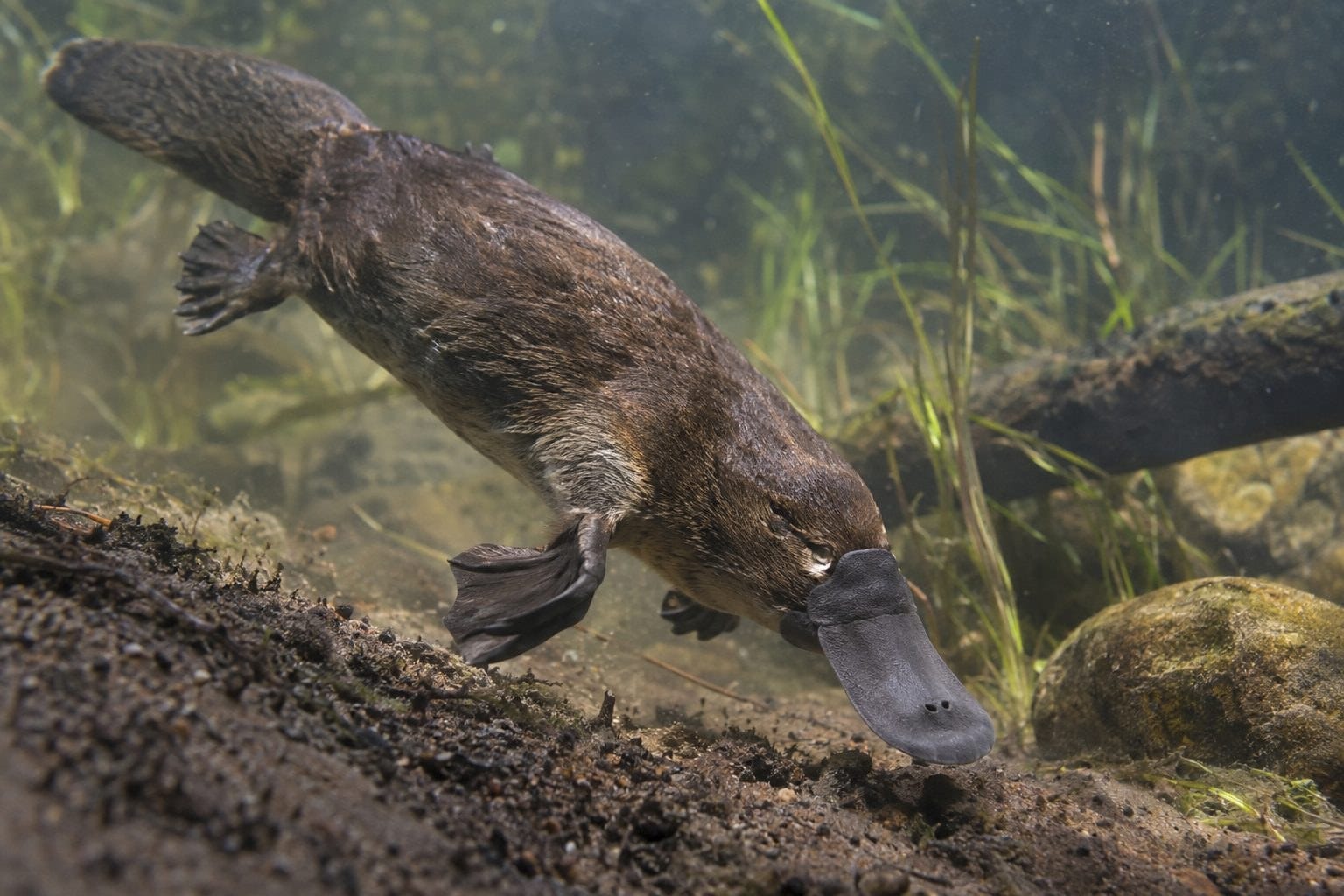 Ornithorynque en train de chercher sa nourriture sous l'eau, mettant en évidence son bec électrosensible