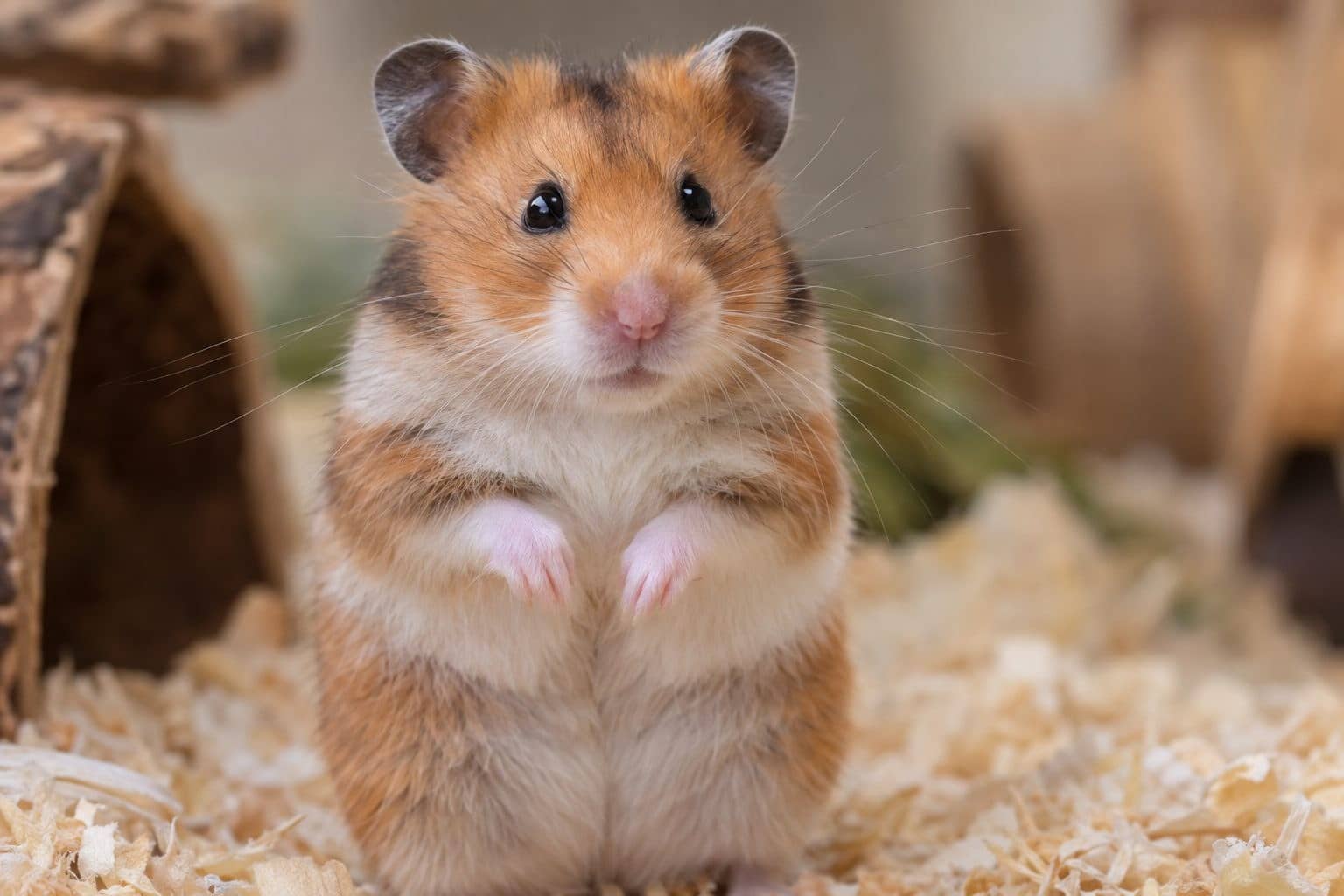 Les 7 principales maladies que peuvent nous transmettre les NAC (reptiles, rongeurs, oiseaux…)