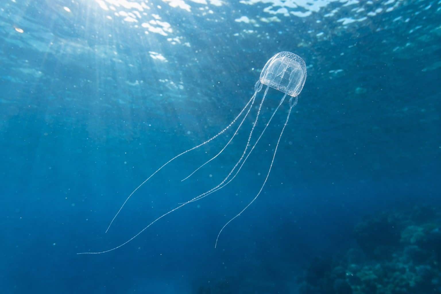 Méduse Irukandji (Carukia barnesi)
