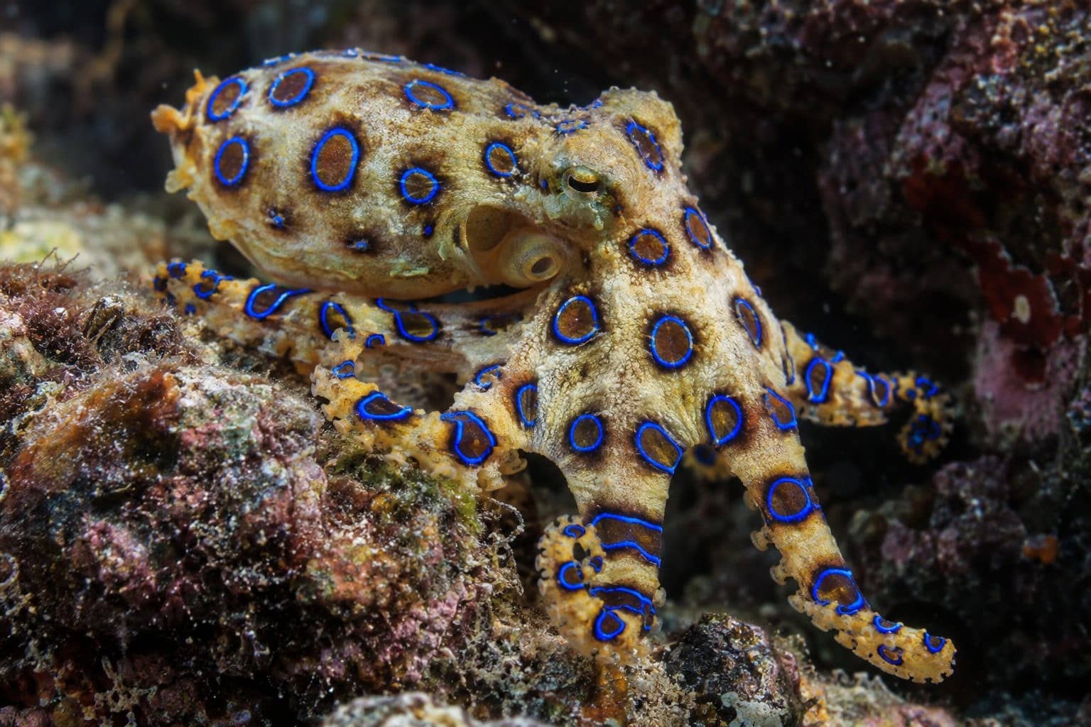 Pieuvre à anneaux bleus (Hapalochlaena maculosa)