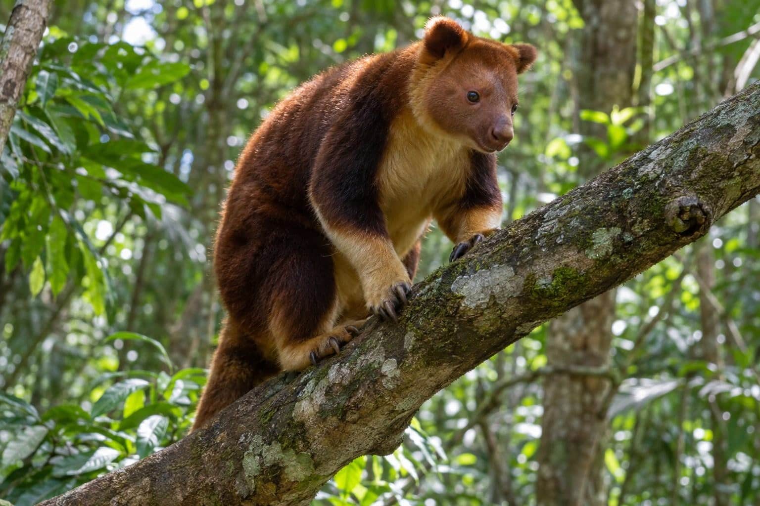 Kangourou arboricole dendrolague dans son habitat