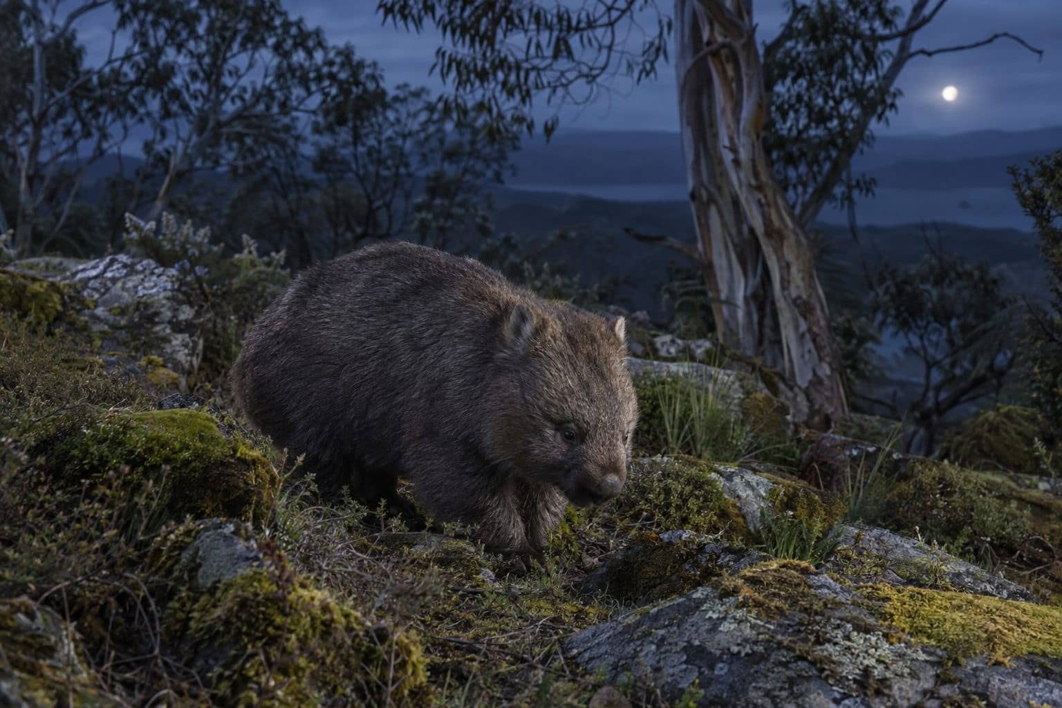 Wombat creusant ou marchant la nuit