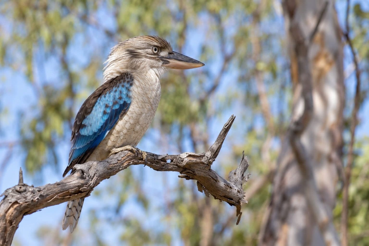Kookaburra à ailes bleues perché sur une branche