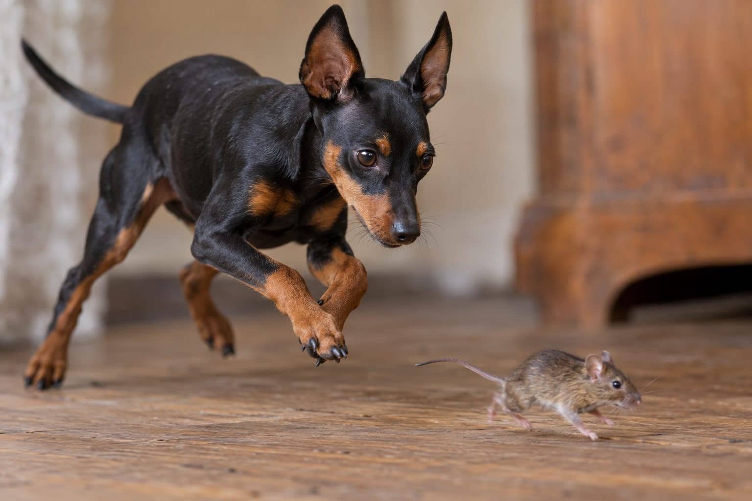 Un Manchester Terrier en gros plan, chassant une souris