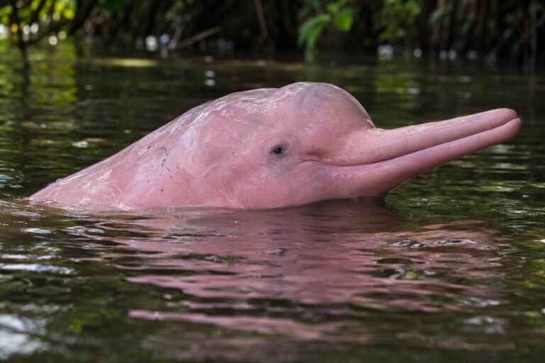 Un dauphin rose de l'Amazonie en gros plan, montrant sa peau rose caractéristique
