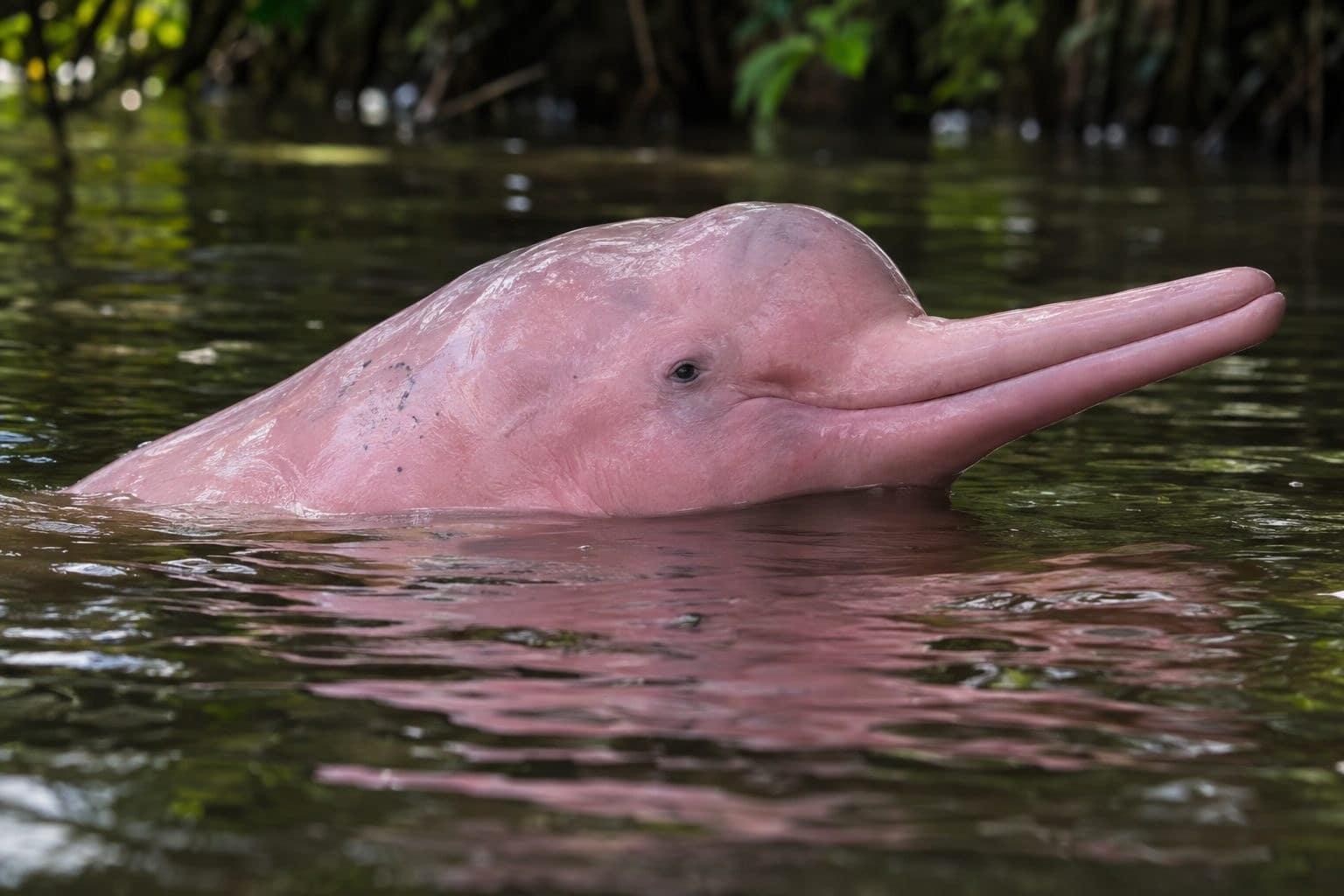 9 animaux aux couleurs incroyables