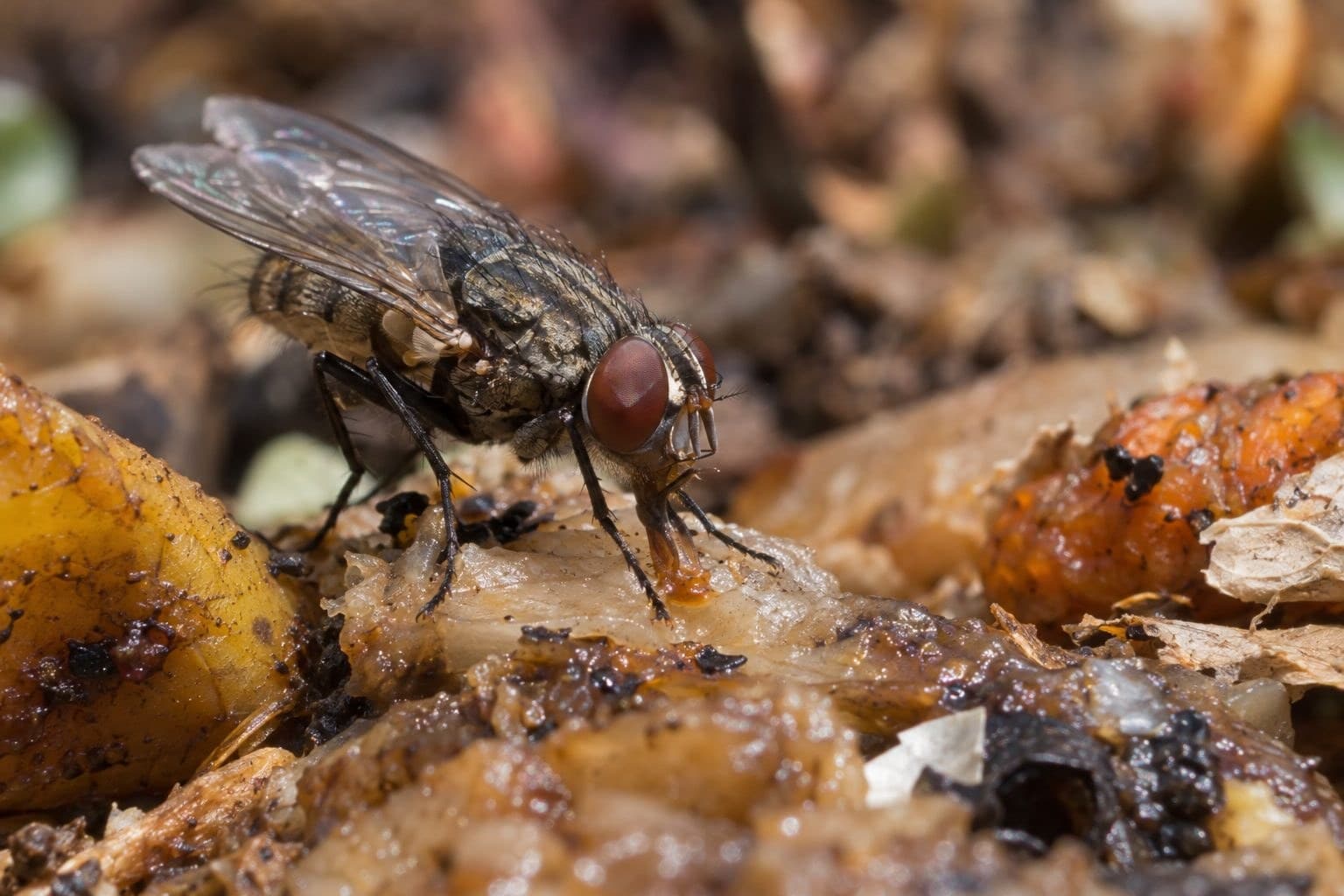Mouche commune se nourrissant sur des matières en décomposition
