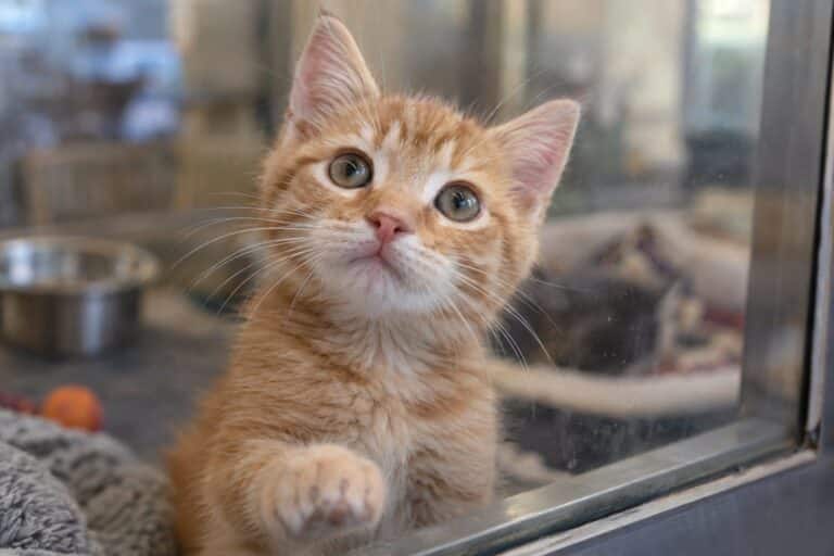 Un chaton roux joueur assis derrière une vitre de refuge ou animalerie, regardant vers l'extérieur avec curiosité