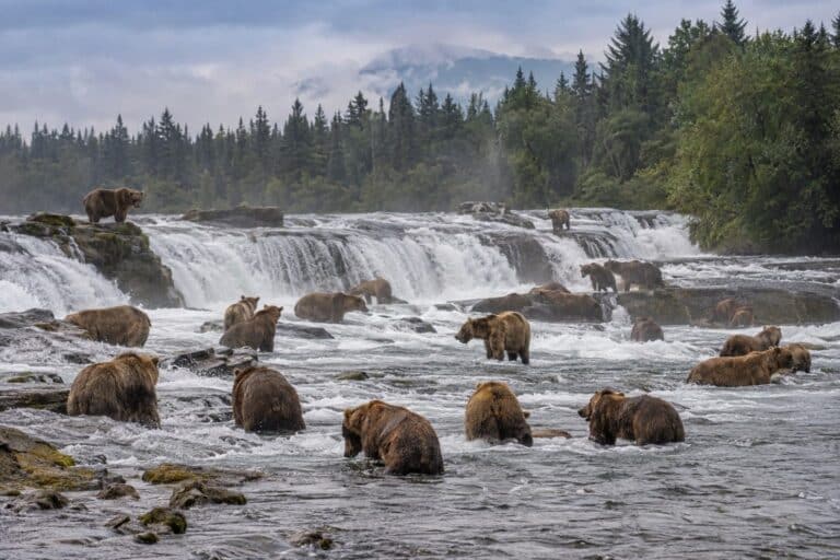 Centaines de grizzlis rassemblés aux chutes Brooks en Alaska lors du rendez-vous annuel de juillet