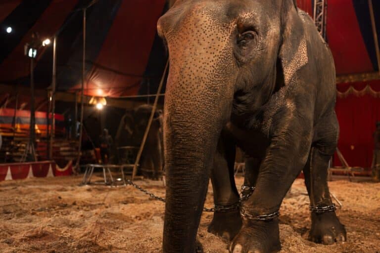 Éléphant d'Asie en cirque traditionnel, montrant les chaînes et l'exploitation animale