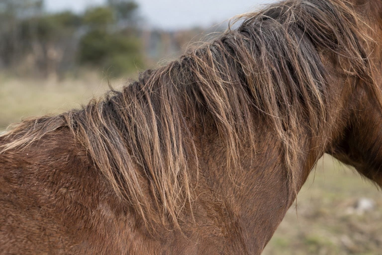 Gros plan sur la crinière et l'encolure d'un cheval montrant des crins ternes et sans éclat