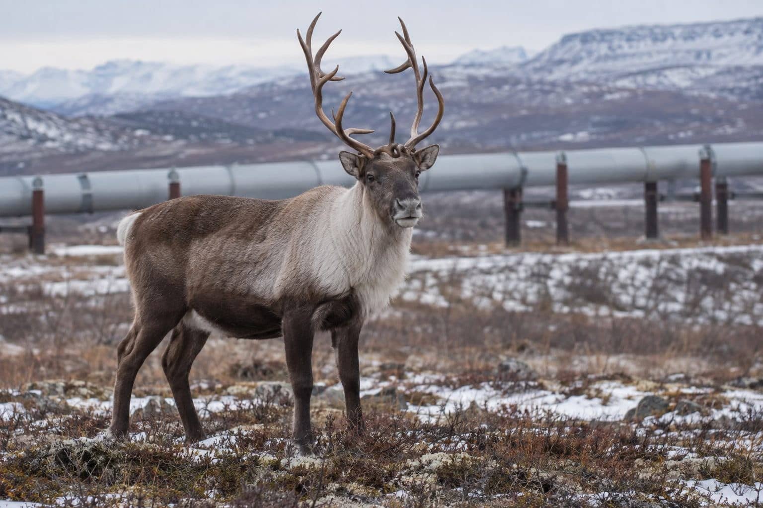 Un caribou adulte dans la toundra arctique du Canada, montrant les impacts de la fragmentation de son habitat