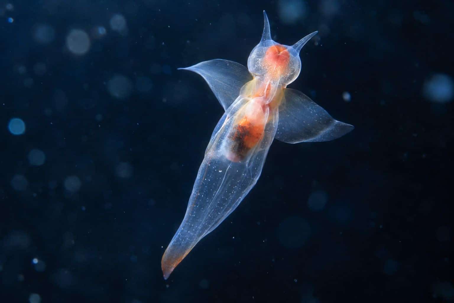 Ange de mer (Pteropod) avec ses organes visibles par transparence