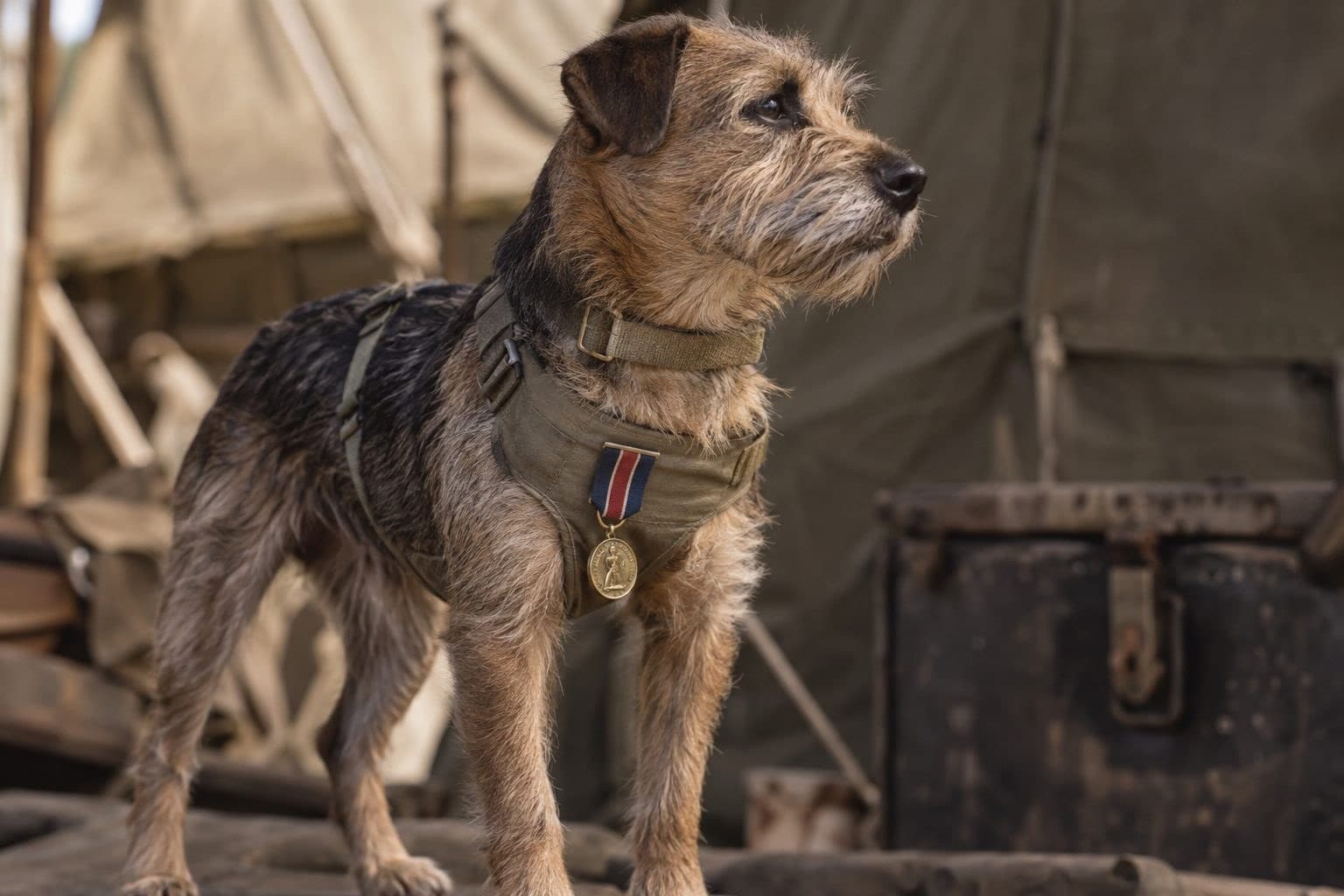 Un chien de guerre de race terrier portant une médaille militaire de la Première Guerre mondiale