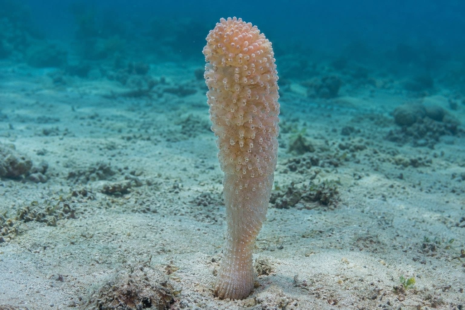 Plume de mer de la famille Veretillidae, vue complète montrant sa structure en tige calcaire
