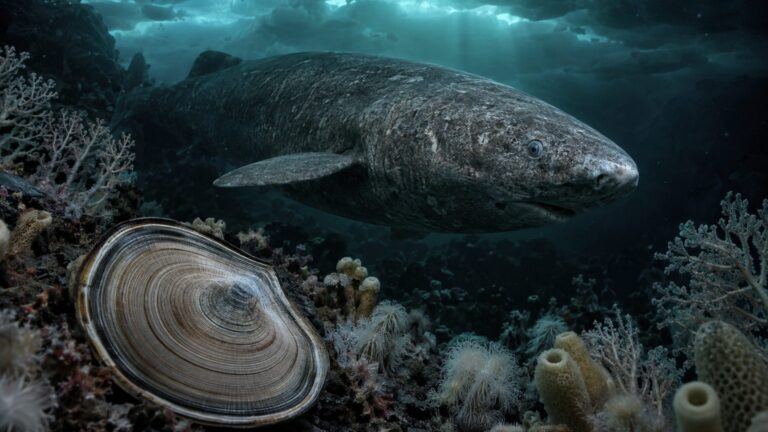 Animaux marins : durées de vie records et méthodes de datation