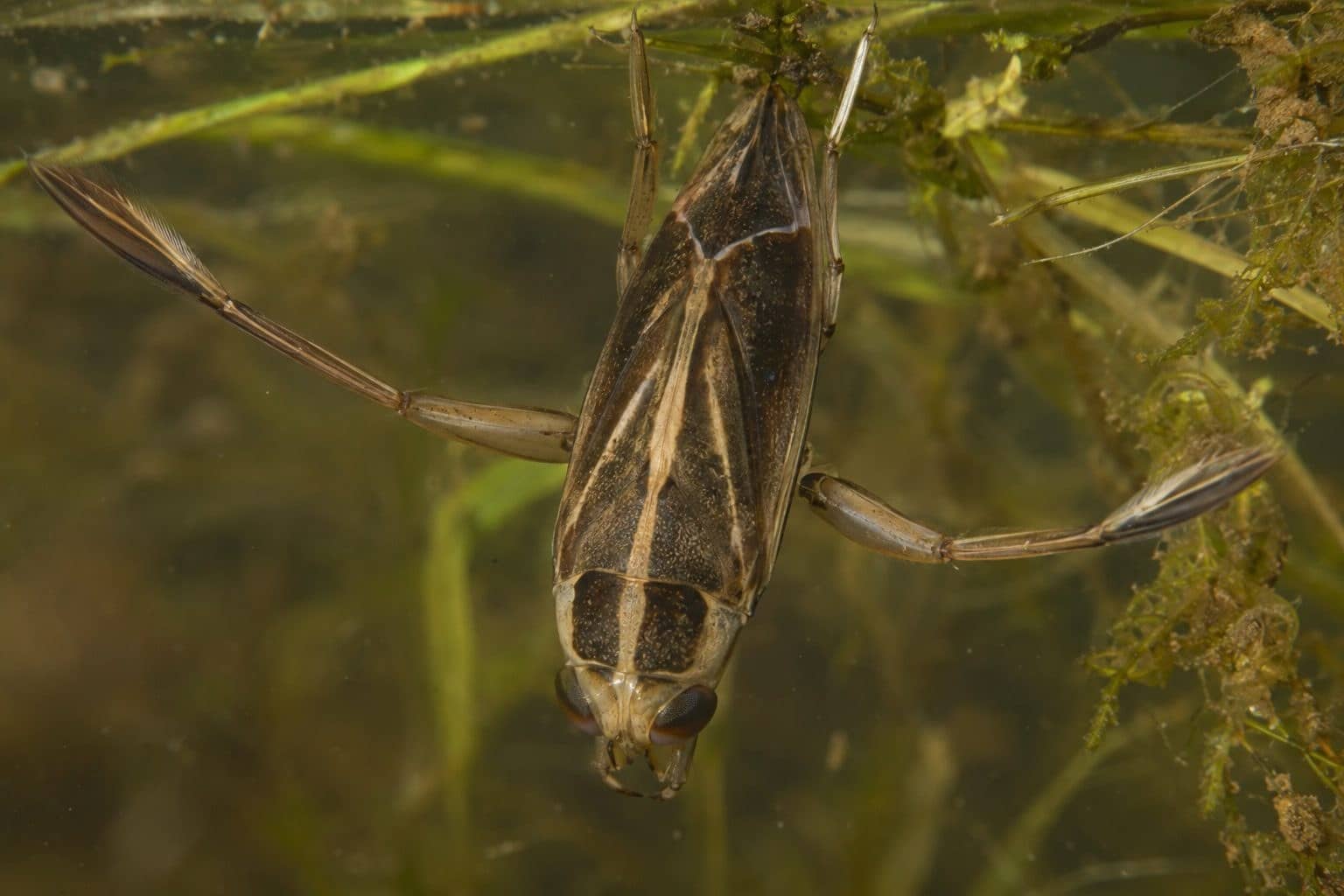 Punaise d'eau (Notonecta glauca) en gros plan montrant son anatomie