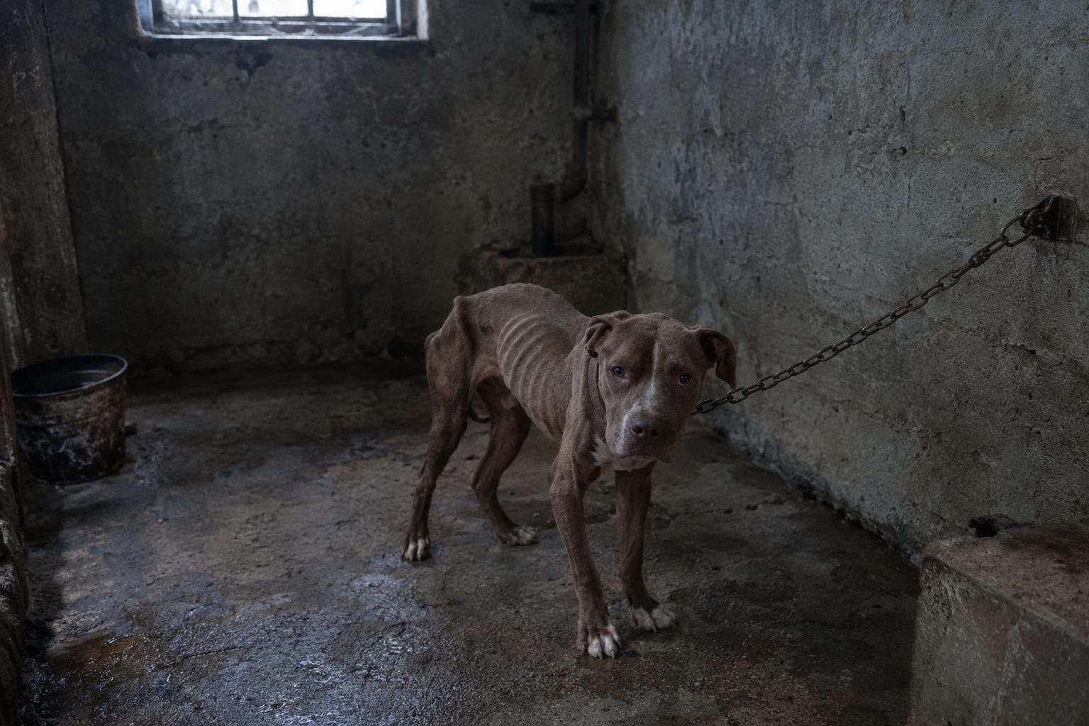 Après avoir emménagé dans sa nouvelle maison, un homme trouve un chien enchaîné dans la cave…