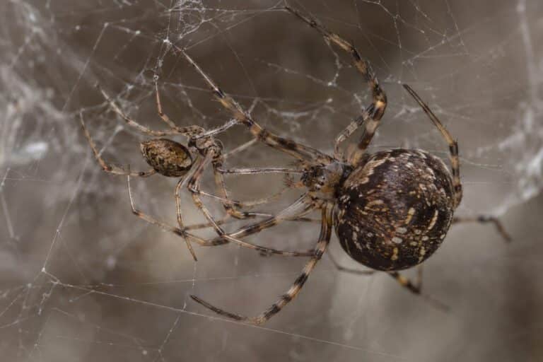 Deux araignées Philoponella prominens au moment de l'accouplement sur leur toile