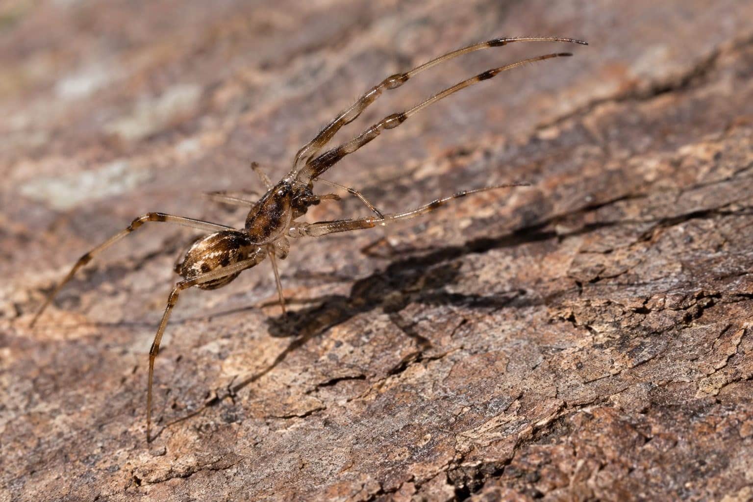 Mâle Philoponella prominens en position de fuite rapide sur une surface