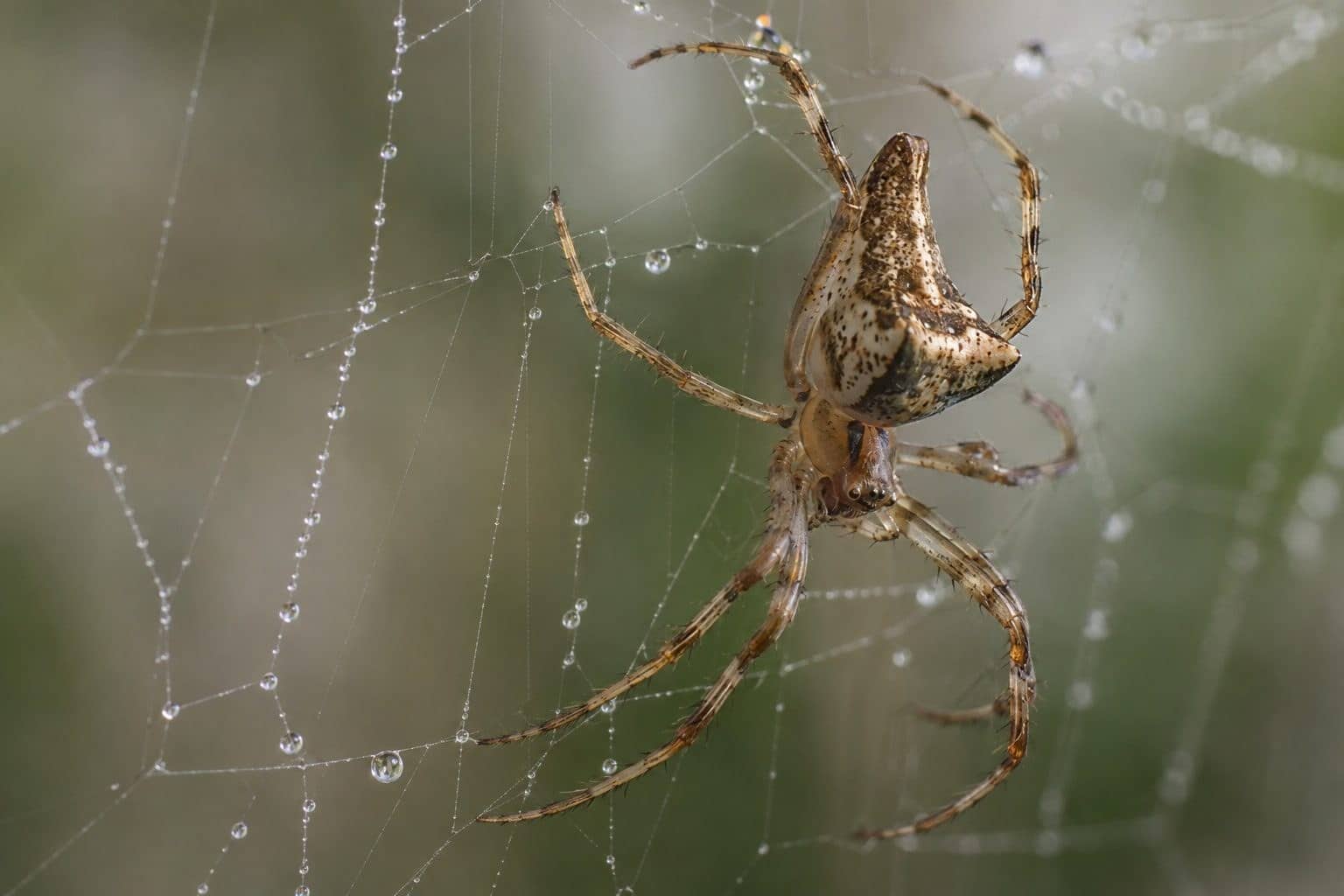 Femelle Philoponella prominens en gros plan sur sa toile